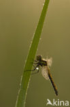 Black Darter (Sympetrum danae)