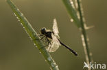 Zwarte heidelibel (Sympetrum danae)