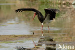 Zwarte Ooievaar (Ciconia nigra)