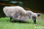 Zwarte Zwaan (Cygnus atratus)