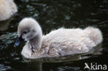 Zwarte Zwaan (Cygnus atratus)