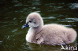 Zwarte Zwaan (Cygnus atratus)