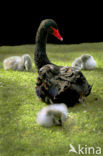 Black swan (Cygnus atratus)