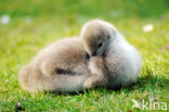 Black swan (Cygnus atratus)