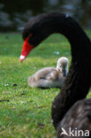 Black swan (Cygnus atratus)