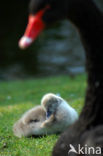 Black swan (Cygnus atratus)