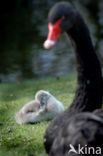 Black swan (Cygnus atratus)