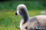 Black swan (Cygnus atratus)