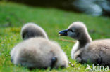 Black swan (Cygnus atratus)