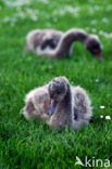 Black swan (Cygnus atratus)