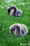 Black swan (Cygnus atratus)