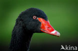 Black swan (Cygnus atratus)