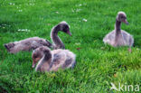 Black swan (Cygnus atratus)