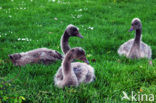 Black swan (Cygnus atratus)