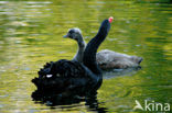 Black swan (Cygnus atratus)