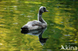 Black swan (Cygnus atratus)