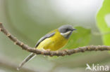 Zwartkeelapalis (Apalis jacksoni)