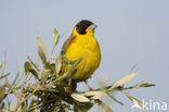 Zwartkopgors (Emberiza melanocephala)