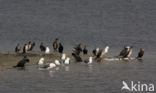 Great Cormorant (Phalacrocorax carbo)