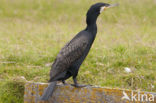 Aalscholver (Phalacrocorax carbo)