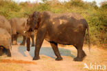 African elephant (Loxodonta africana) 