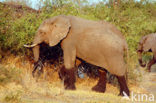 African elephant (Loxodonta africana) 