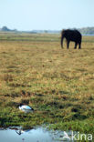 African elephant (Loxodonta africana) 