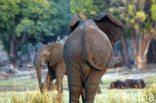 Afrikaanse olifant (Loxodonta africana) 