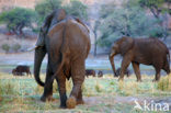 Afrikaanse olifant (Loxodonta africana) 