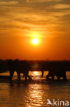 African elephant (Loxodonta africana) 