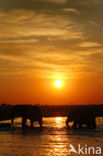 Afrikaanse olifant (Loxodonta africana) 