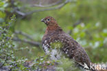 Alpensneeuwhoen (Lagopus muta)