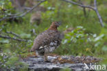 Alpensneeuwhoen (Lagopus muta)