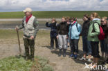 Ameland