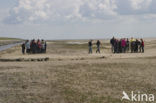 Ameland