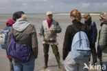 Ameland