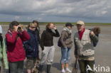 Ameland