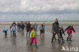 Ameland