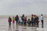 Ameland