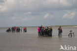 Ameland