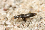 Amischa nigrofusca