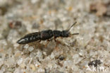 Anotylus tetracarinatus