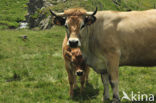 Aubrac Cow (Bos domesticus)
