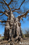 Baobab (Adansonia digitata)