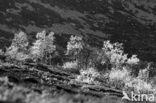 Birch (Betula)