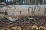 Birch polypore (Piptoporus betulinus)