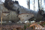 Birch polypore (Piptoporus betulinus)