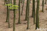 Beuk (Fagus sylvatica)