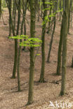 Beuk (Fagus sylvatica)