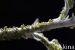 Bladluis spec (Periphyllus spec)